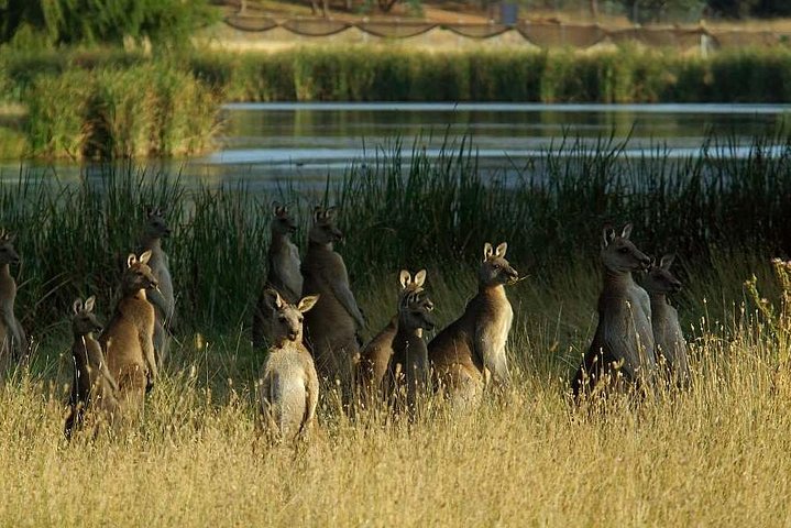 Canberra - The National Capital | Full Day Private Tour | Departs From Sydney - Sydney Tourism